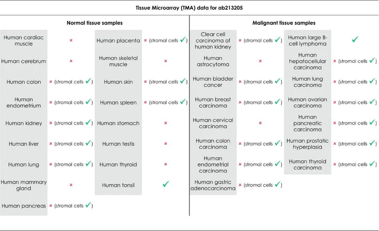 Immunohistochemistry (Formalin/PFA-fixed paraffin-embedded sections) - Anti-CD40 antibody [EPR20540] - Low endotoxin, Azide free (AB223546)