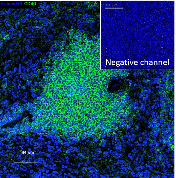 Mass Cytometry - Anti-CD40 antibody [EPR20540] - Low endotoxin, Azide free (AB223546)