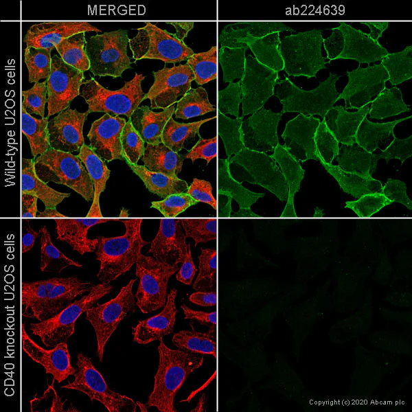 Immunocytochemistry/ Immunofluorescence - Anti-CD40 antibody [EPR20735] (AB224639)