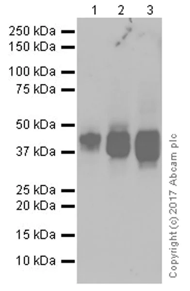 Western blot - Anti-CD40 antibody [EPR20735] (AB224639)