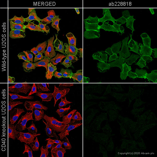 Immunocytochemistry/ Immunofluorescence - Anti-CD40 antibody [EPR20735] - BSA and Azide free (AB228818), expandable thumbnail