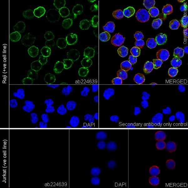 Immunocytochemistry/ Immunofluorescence - Anti-CD40 antibody [EPR20735] - BSA and Azide free (AB228818), expandable thumbnail