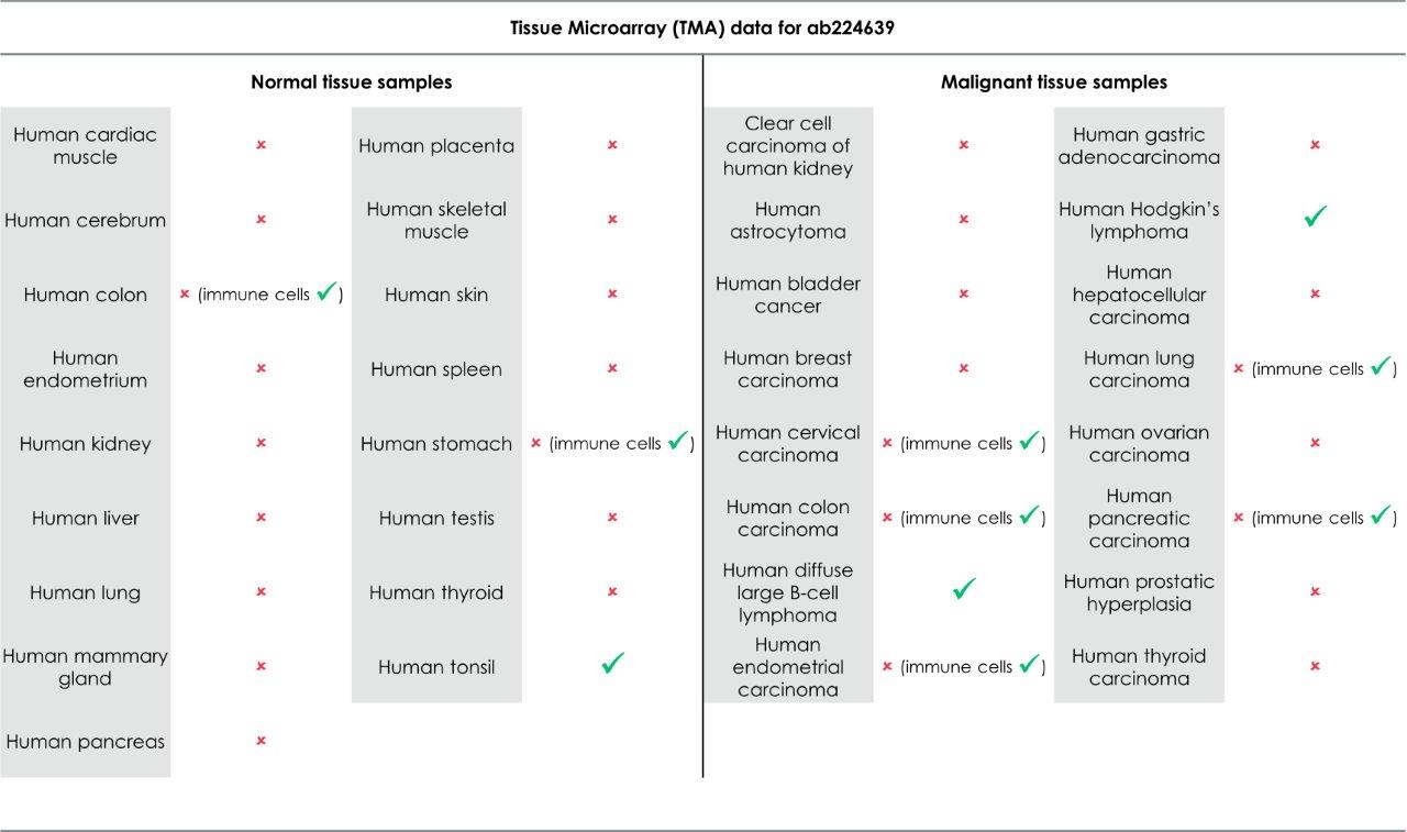 Immunohistochemistry (Formalin/PFA-fixed paraffin-embedded sections) - Anti-CD40 antibody [EPR20735] - BSA and Azide free (ab228818), expandable thumbnail