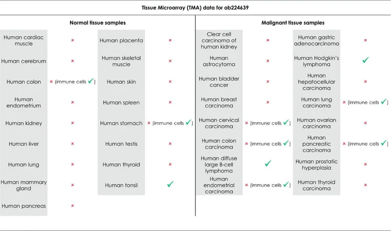 Immunohistochemistry (Formalin/PFA-fixed paraffin-embedded sections) - Anti-CD40 antibody [EPR20735] - BSA and Azide free (AB228818)