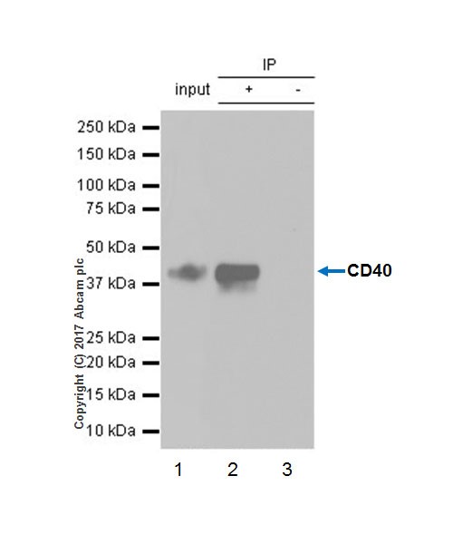 Immunoprecipitation - Anti-CD40 antibody [EPR20735] - BSA and Azide free (AB228818), expandable thumbnail