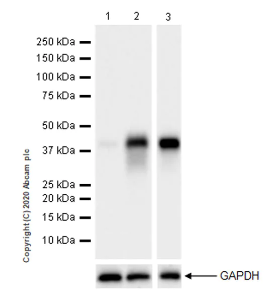 Western blot - Anti-CD40 antibody [EPR23890-151] (AB252428)