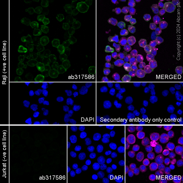 Immunocytochemistry/ Immunofluorescence - Anti-CD40 antibody [RM1193] - BSA and Azide free (ab317587), expandable thumbnail