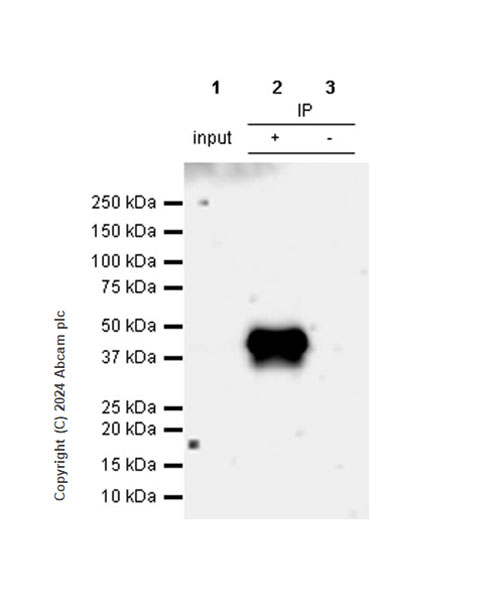 Immunoprecipitation - Anti-CD40 antibody [RM1193] - BSA and Azide free (AB317587), expandable thumbnail