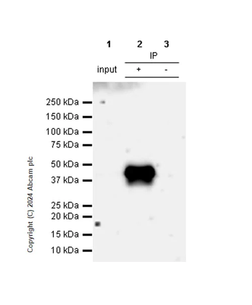 Immunoprecipitation - Anti-CD40 antibody [RM1193] - BSA and Azide free (AB317587)