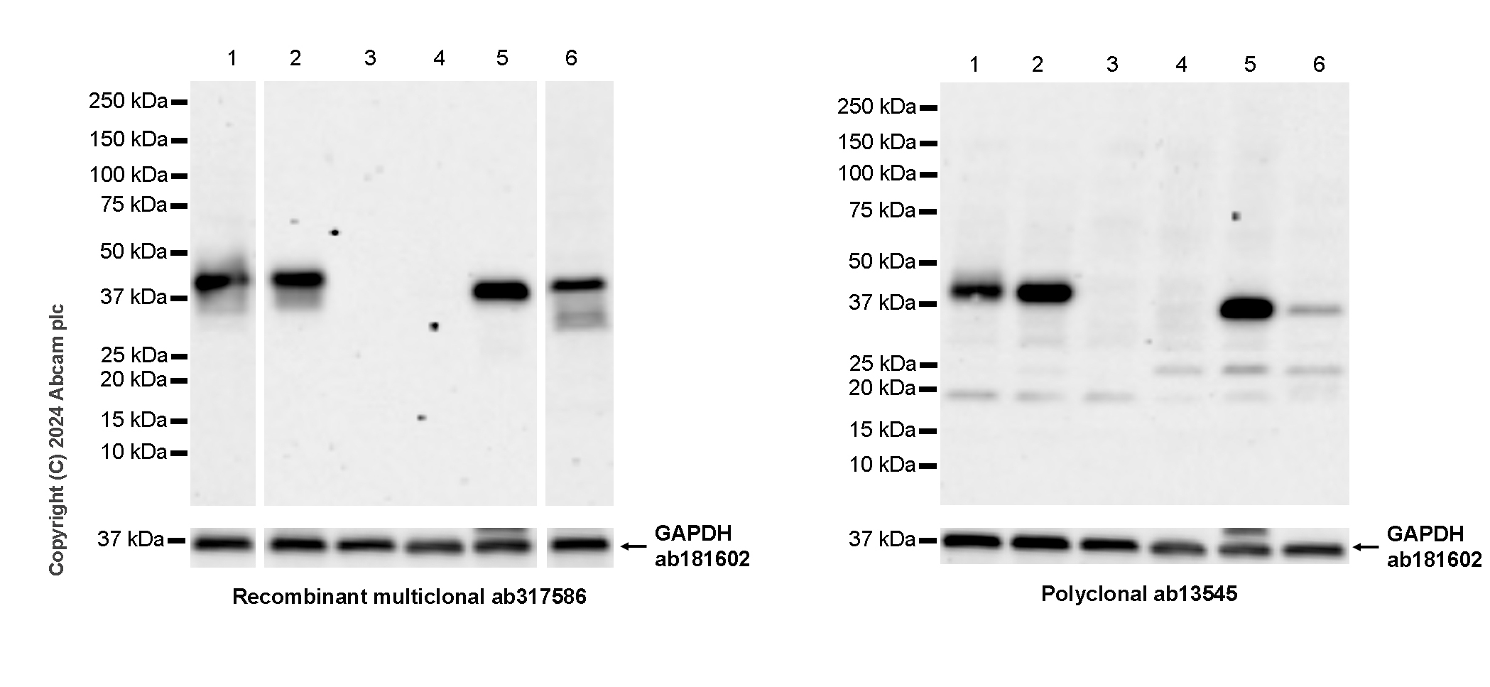 Western blot - Anti-CD40 antibody [RM1193] - BSA and Azide free (AB317587), expandable thumbnail