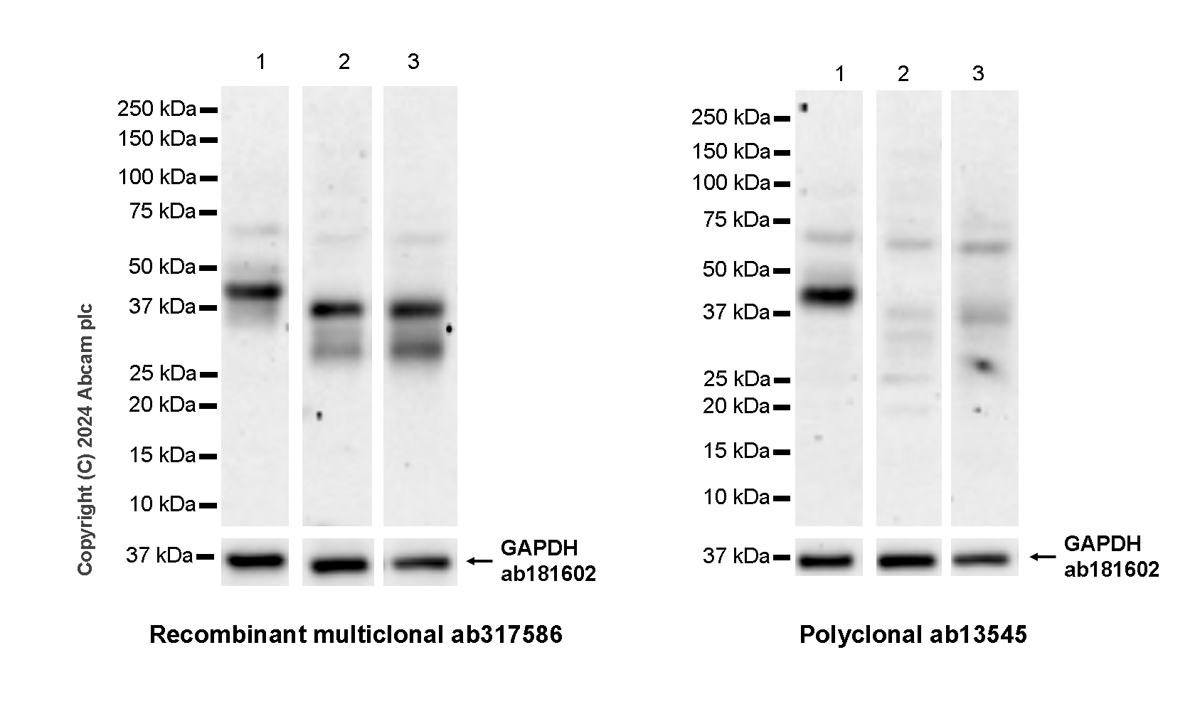 Western blot - Anti-CD40 antibody [RM1193] - BSA and Azide free (AB317587), expandable thumbnail