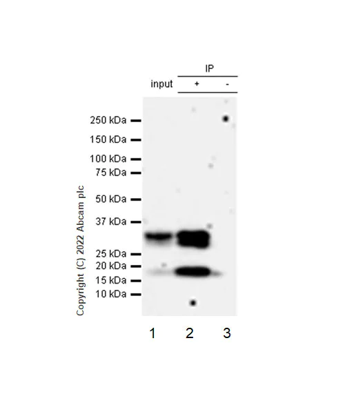 Immunoprecipitation - Anti-CD40 Ligand antibody [EPR26530-17] (AB303610)
