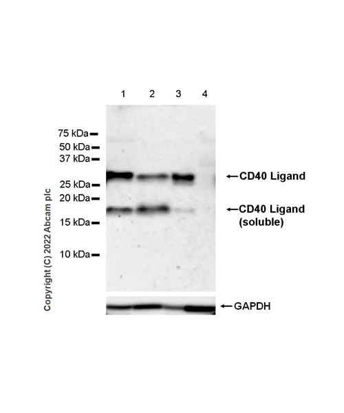 Western blot - Anti-CD40 Ligand antibody [EPR26530-17] (AB303610)