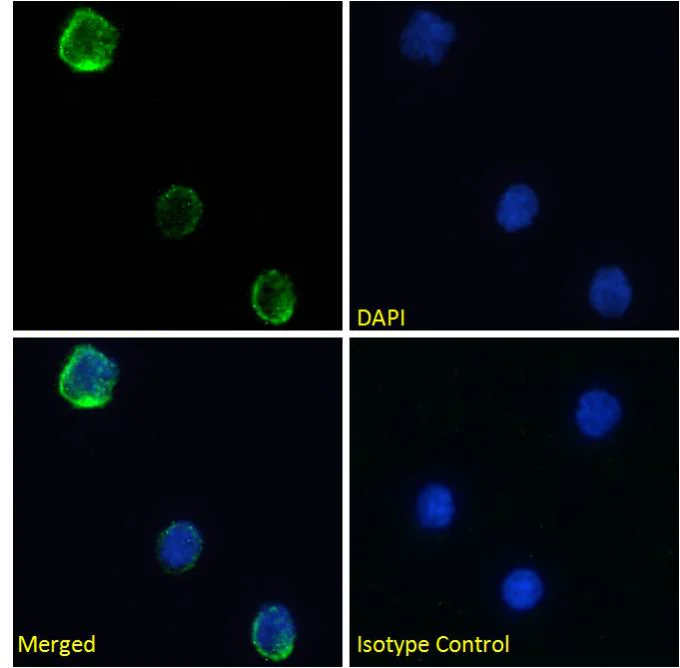 Immunocytochemistry/ Immunofluorescence - Anti-CD40 Ligand antibody [YMF323.6] (AB288426)