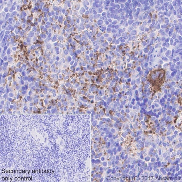 Immunohistochemistry (Formalin/PFA-fixed paraffin-embedded sections) - Anti-CD41 antibody [EPR17876] (AB181582), expandable thumbnail