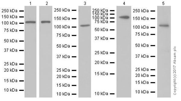 Western blot - Anti-CD41 antibody [EPR17876] (AB181582), expandable thumbnail