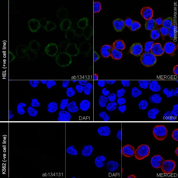 Immunocytochemistry/ Immunofluorescence - Anti-CD41 antibody [EPR4330] - Low endotoxin, Azide free (AB229448)