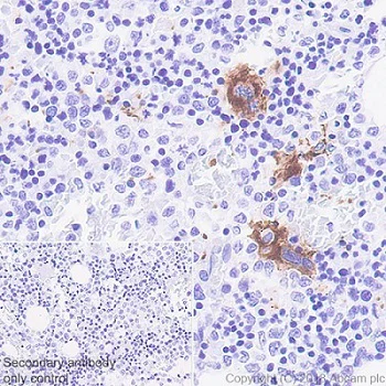 Immunohistochemistry (Formalin/PFA-fixed paraffin-embedded sections) - Anti-CD41 antibody [EPR4330] - Low endotoxin, Azide free (AB229448)