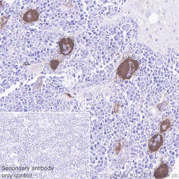 Immunohistochemistry (Formalin/PFA-fixed paraffin-embedded sections) - Anti-CD41 antibody [EPR4330] - Low endotoxin, Azide free (AB229448)