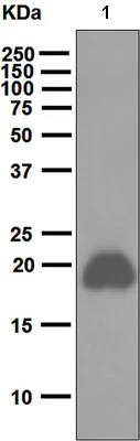 Western blot - Anti-CD42a/GP-IX antibody [EPR5295] - BSA and Azide free (AB247625)