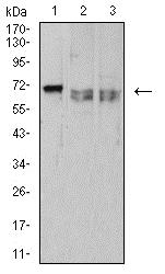 Western blot - Anti-CD42b antibody [6H6H10] (AB233794), expandable thumbnail