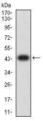 Western blot - Anti-CD42b antibody [6H6H10] (AB233794)