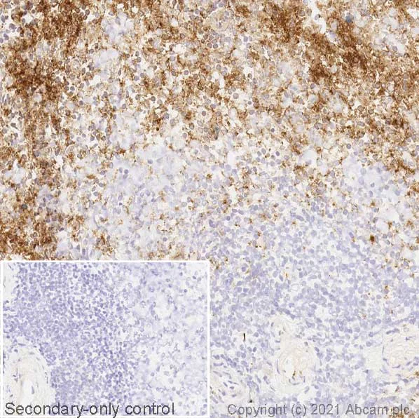 Immunohistochemistry (Frozen sections) - Anti-CD42b antibody [AK2] (AB61402)