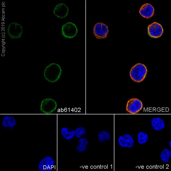Immunocytochemistry/ Immunofluorescence - Anti-CD42b antibody [AK2] - BSA and Azide free (AB252264), expandable thumbnail