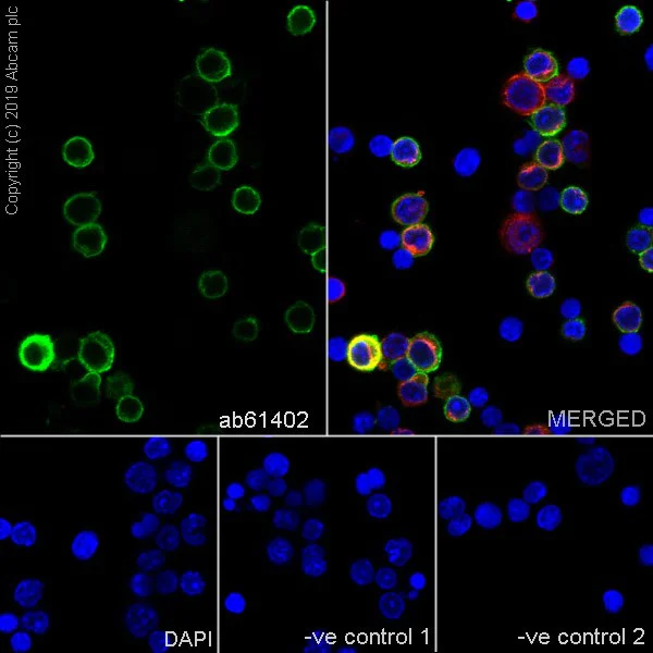 Immunocytochemistry/ Immunofluorescence - Anti-CD42b antibody [AK2] - BSA and Azide free (AB252264)