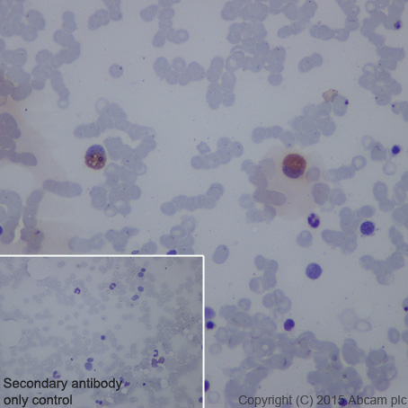 Immunohistochemistry (Formalin/PFA-fixed paraffin-embedded sections) - Anti-CD42b antibody [EPR6995] - Low endotoxin, Azide free (AB221213), expandable thumbnail