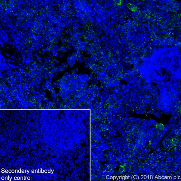 Immunohistochemistry (Frozen sections) - Anti-CD42b antibody [SP202] (AB227669), expandable thumbnail