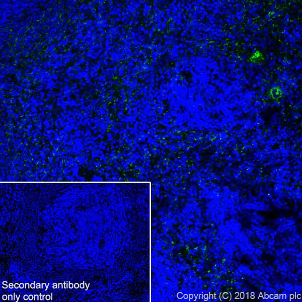 Immunohistochemistry (Frozen sections) - Anti-CD42b antibody [SP202] - BSA and Azide free (AB240406)