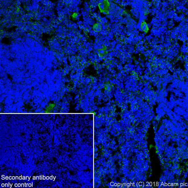 Immunohistochemistry (Frozen sections) - Anti-CD42b antibody [SP219] - BSA and Azide free (AB240268)