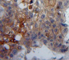 Immunohistochemistry (Formalin/PFA-fixed paraffin-embedded sections) - Anti-CD42d/GP5 antibody (AB233513)