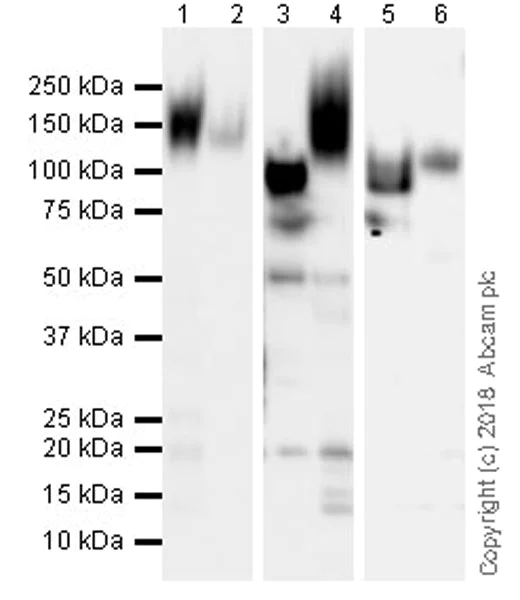 Western blot - Anti-CD43 antibody [EPR21903] (AB235452)