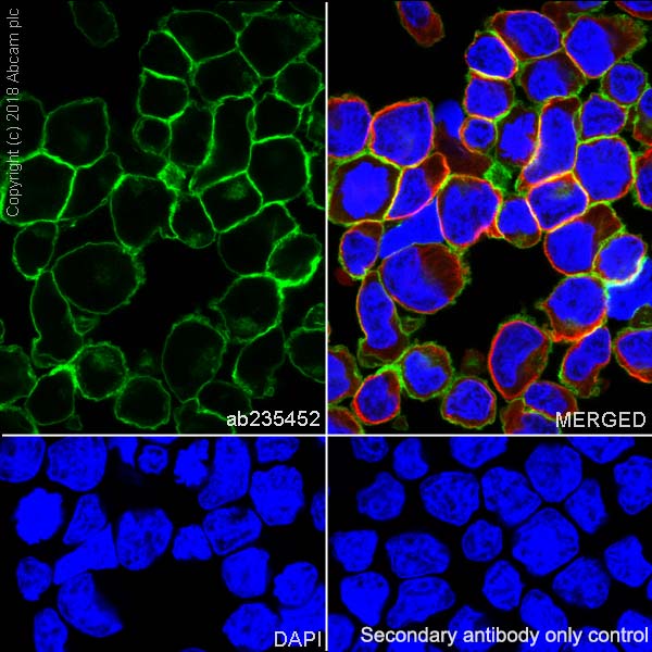 Immunocytochemistry/ Immunofluorescence - Anti-CD43 antibody [EPR21903] - BSA and Azide free (AB236556)