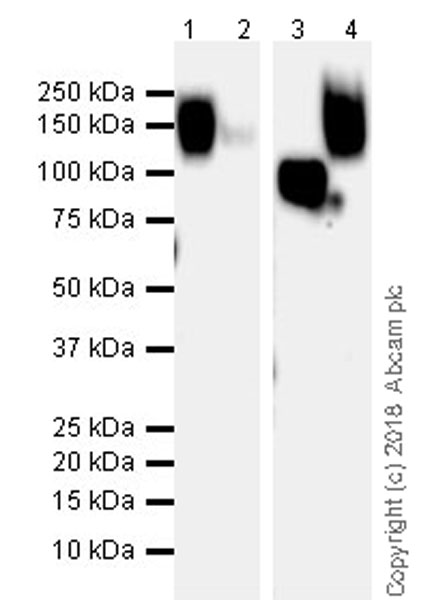 Western blot - Anti-CD43 antibody [EPR21904] (AB235453), expandable thumbnail