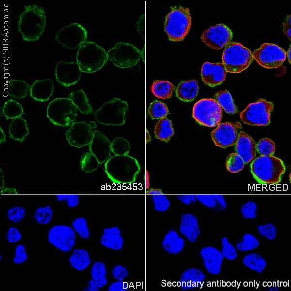 Immunocytochemistry/ Immunofluorescence - Anti-CD43 antibody [EPR21904] - BSA and Azide free (AB236548), expandable thumbnail