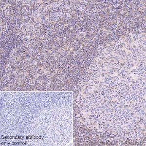 Immunohistochemistry (Formalin/PFA-fixed paraffin-embedded sections) - Anti-CD43 antibody [EPR21904] - BSA and Azide free (AB236548), expandable thumbnail