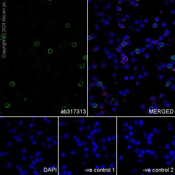 Immunocytochemistry/ Immunofluorescence - Anti-CD43 antibody [EPR28619-85] (AB317313)