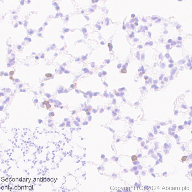 Immunohistochemistry (Formalin/PFA-fixed paraffin-embedded sections) - Anti-CD43 antibody [EPR28619-85] - BSA and Azide free (AB317314)