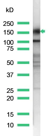 Western blot - Anti-CD43 antibody [SP55] (AB101533)