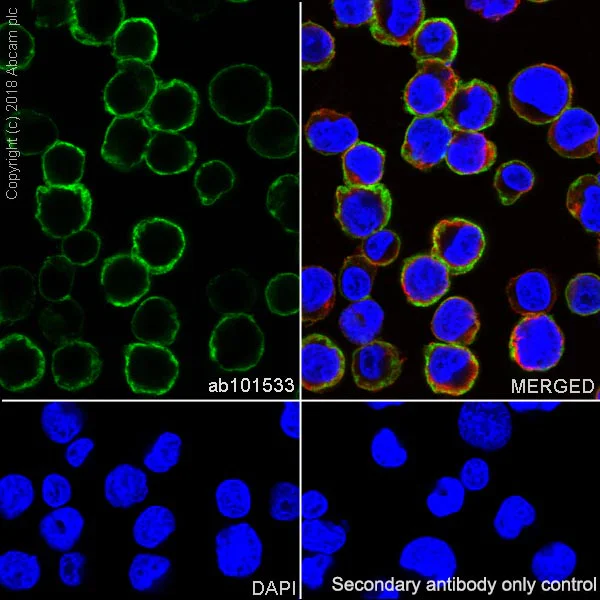 Immunocytochemistry/ Immunofluorescence - Anti-CD43 antibody [SP55] - BSA and Azide free (AB238799)