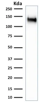 Western blot - Anti-CD43 antibody [SPN/1766R] (AB218523)