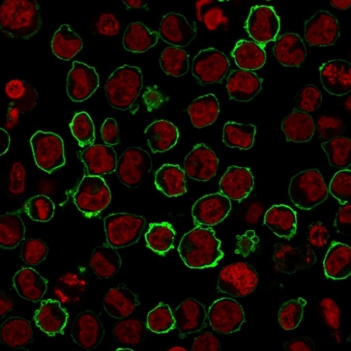 Immunocytochemistry/ Immunofluorescence - Anti-CD43 antibody [SPN/2049R] - BSA and Azide free (AB257327), expandable thumbnail