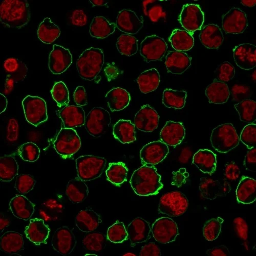 Immunocytochemistry/ Immunofluorescence - Anti-CD43 antibody [SPN/2049R] - BSA and Azide free (AB257327)
