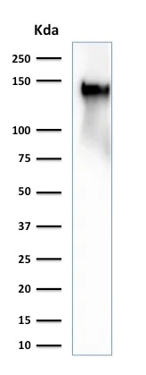 Western blot - Anti-CD43 antibody [SPN/2049R] - BSA and Azide free (AB257327)