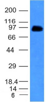 Western blot - Anti-CD43 antibody [SPN/839] (AB233969), expandable thumbnail