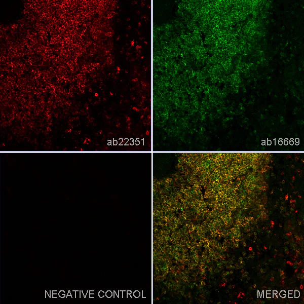 Immunohistochemistry (Frozen sections) - Anti-CD43 antibody [W3/13] (AB22351)