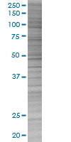 SDS-PAGE - CD43 overexpression 293T lysate (whole cell) (AB94089), expandable thumbnail